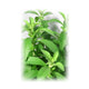 Stevia Leaf Organic