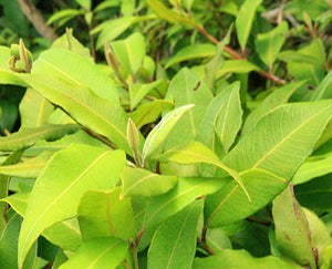 Lemon Myrtle Herbal Tea - Distinctly Tea Inc.