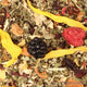 Raspberry Mint Herbal Tea - Distinctly Tea Inc.
